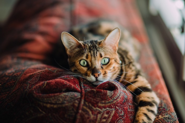 como saber a raça do meu gato, gato deitado frajola olhando para frente