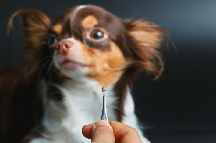 imagem de Como tirar carrapato de cachorro com segurança: passo a passo e cuidados essenciais