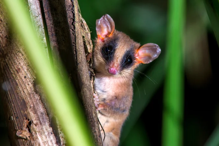 marsupial cuíca na floresta