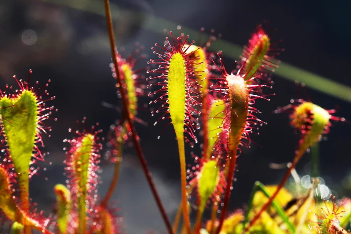 folhas de drosera