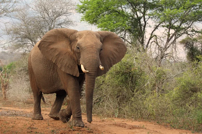 Elefante-branco caminhando