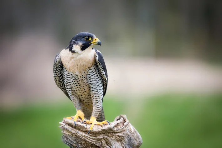 falcão peregrino pousado em um tronco