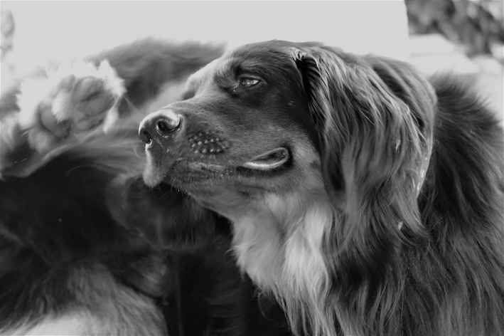 Feridas na pele do cachorro: causas mais comuns