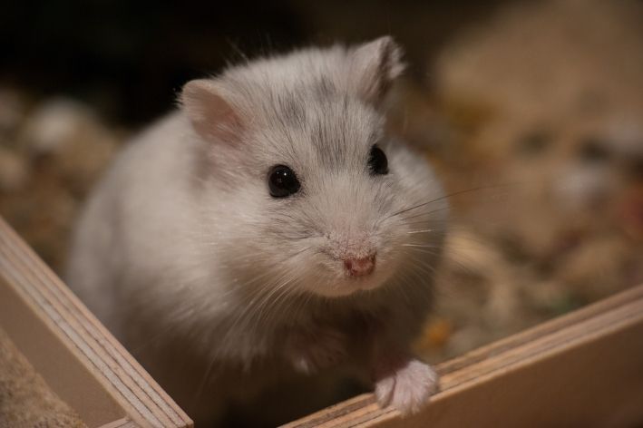 frutas que hamster pode comer na gaiola