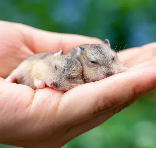 pessoa segurando um casal de hamster filhote