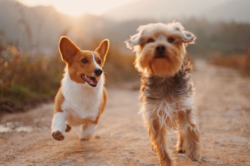 Hiperadrenocorticismo em cães