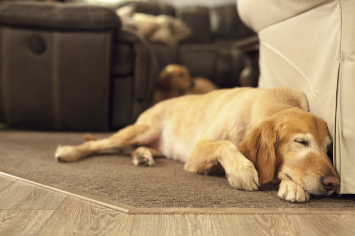 importância do sono para os cães