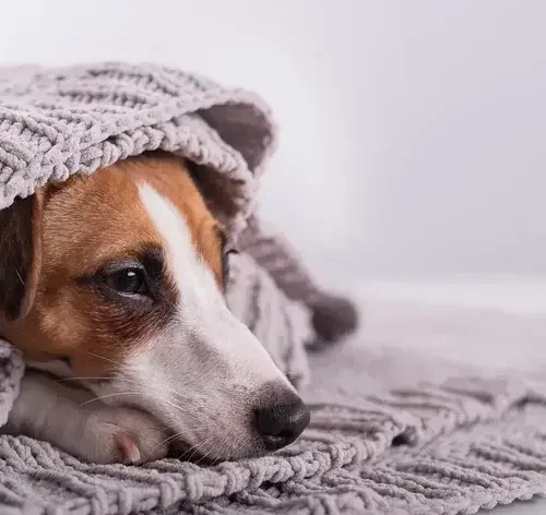 leptospirose em cachorro com febre