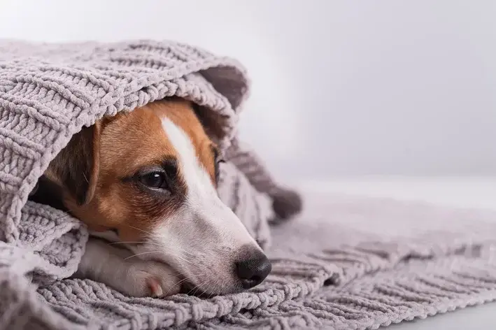 leptospirose em cachorro com febre