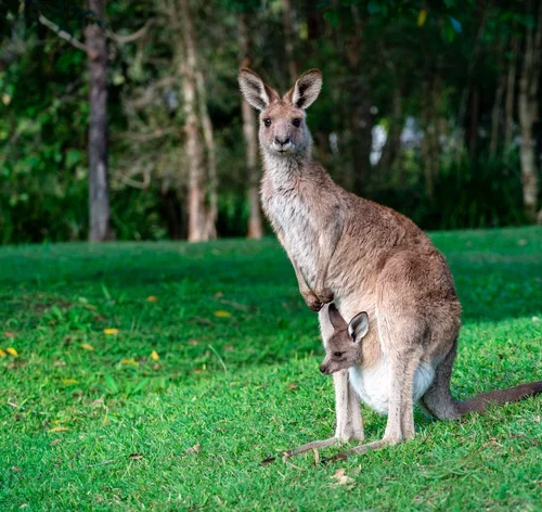 marsupiais canguru com filhote