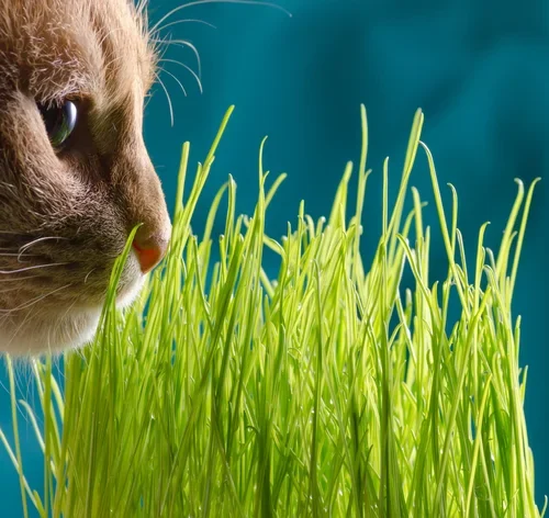 gato comendo graminha de gato