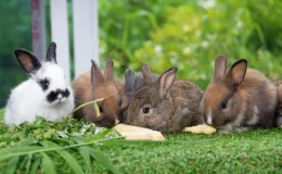 coelhos comendo na grama