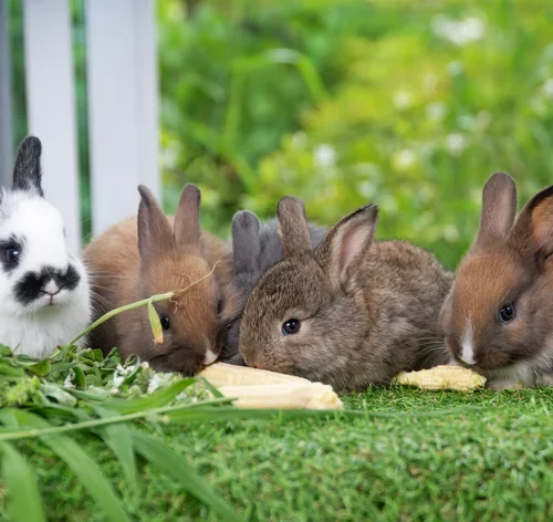 coelhos comendo na grama