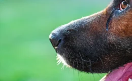 cachorro com olho lacrimejando