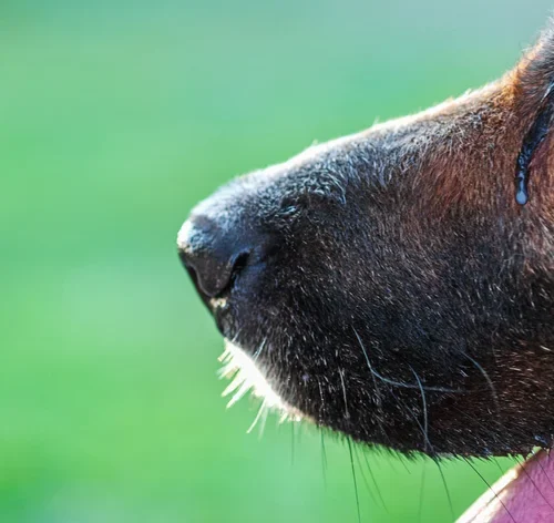 cachorro com olho lacrimejando