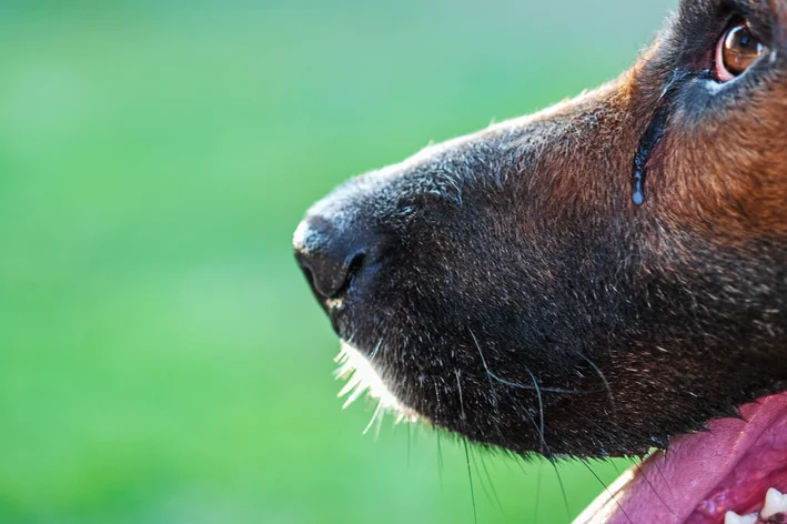 cachorro com olho lacrimejando