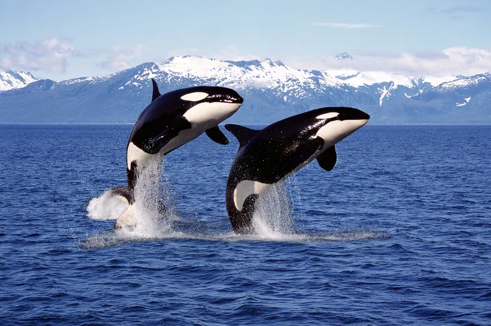 Orcas no oceano