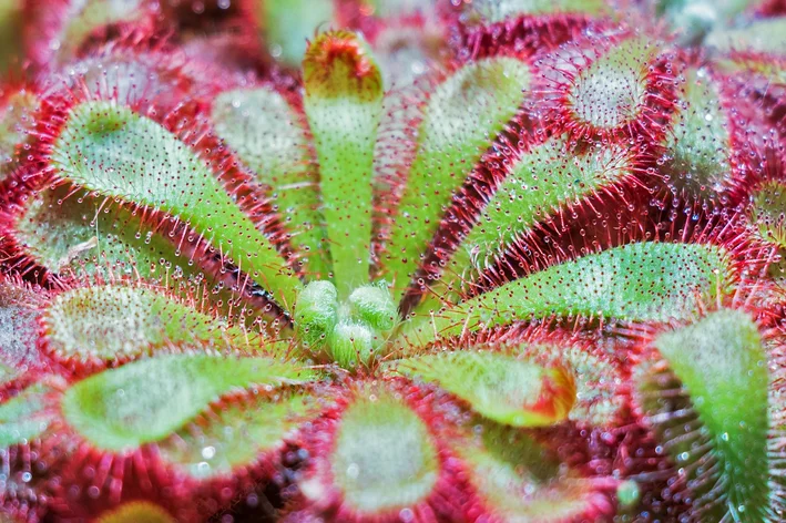 planta carnívora para cultivar em casa