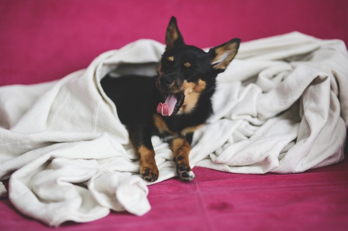 cachorro bocejando