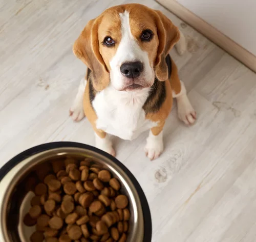 tutor dando a quantidade certa de ração para cachorro