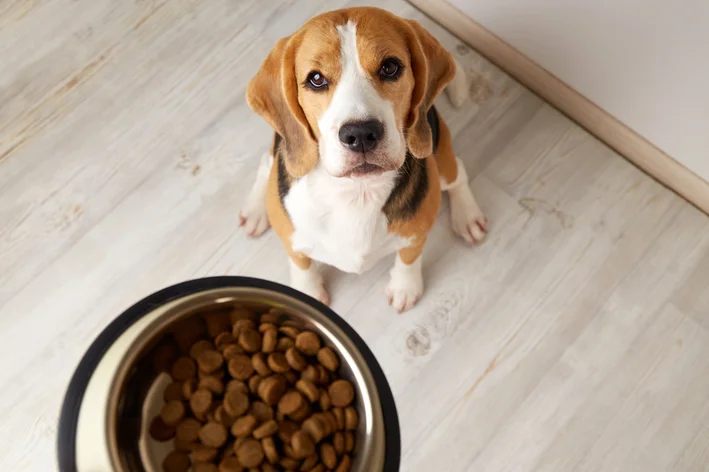 tutor dando a quantidade certa de ração para cachorro