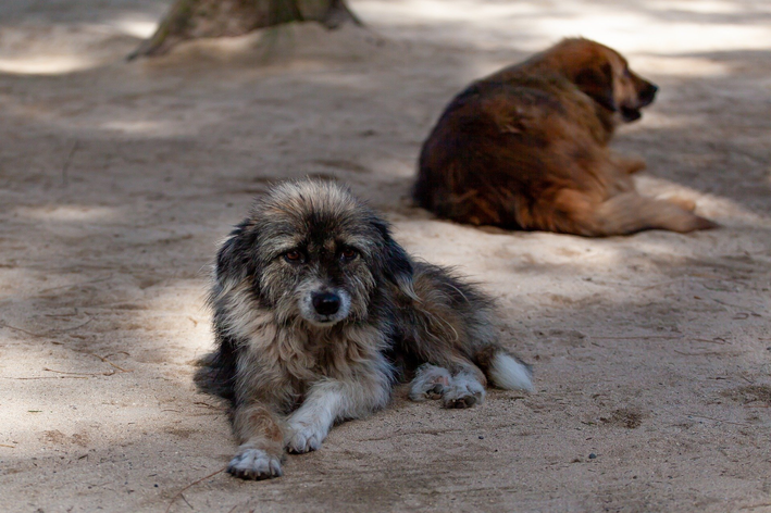 Resgate de animais: o que você precisa saber