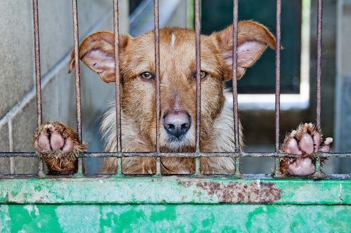 Como fazer resgate de cachorro de rua