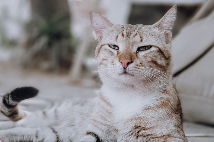 sinusite em gatos gato quase espirrando