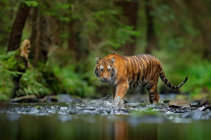 tigre no meio da floresta