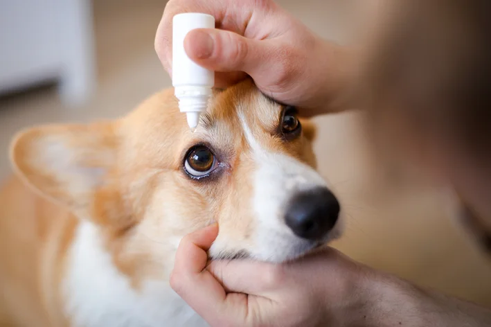 tutor pingando colírio no olho do cachorro