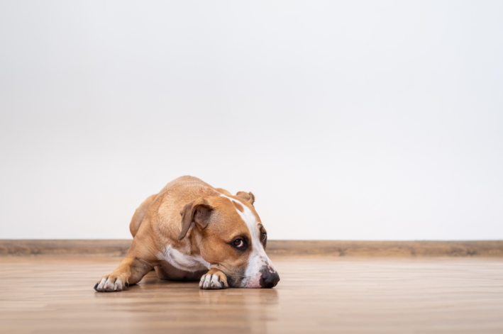 cachorro deitado no chão