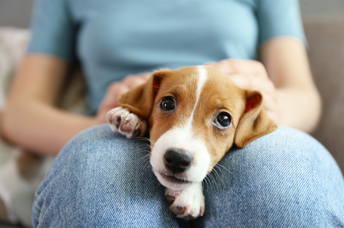 sintomas de giardia canina