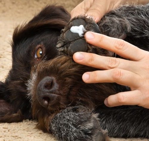 almofada da pata do cachorro descascando passando remédio