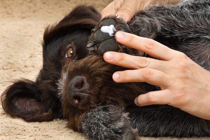 almofada da pata do cachorro descascando passando remédio