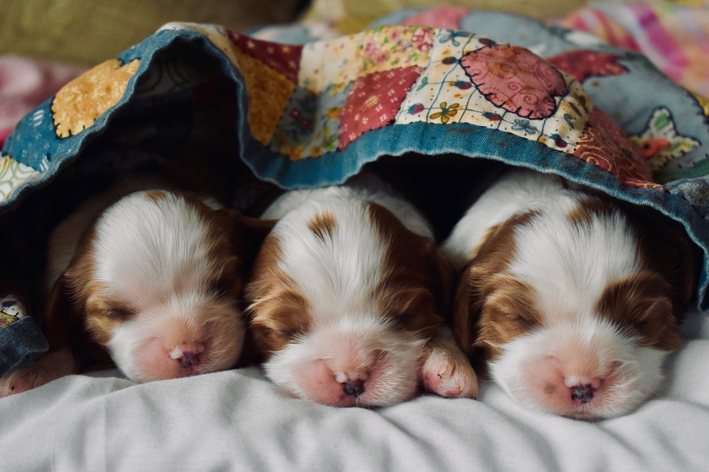 Com quantos dias pode tirar o filhote de cachorro da mãe