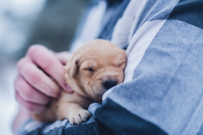 Como tirar o filhote de cachorro da mãe da maneira correta