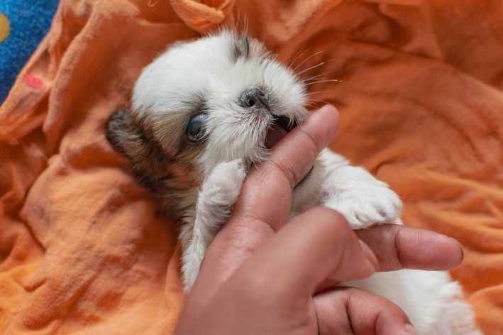 como fazer o filhote parar de morder o dedo