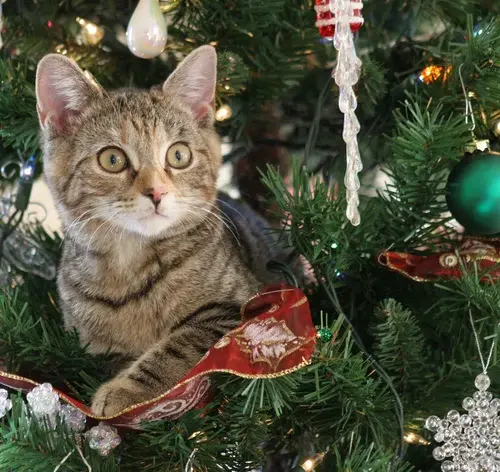 gato na arvores de natal
