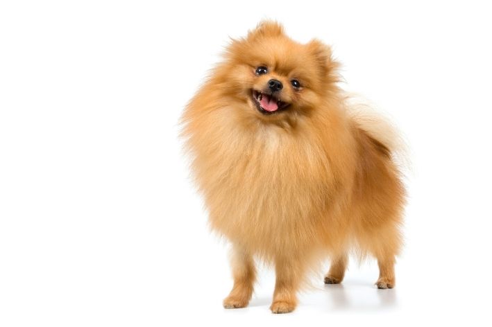 lulu da pomerânia tosado leão