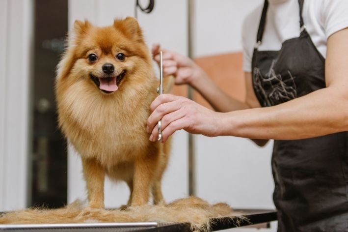 lulu da pomerânia tosado