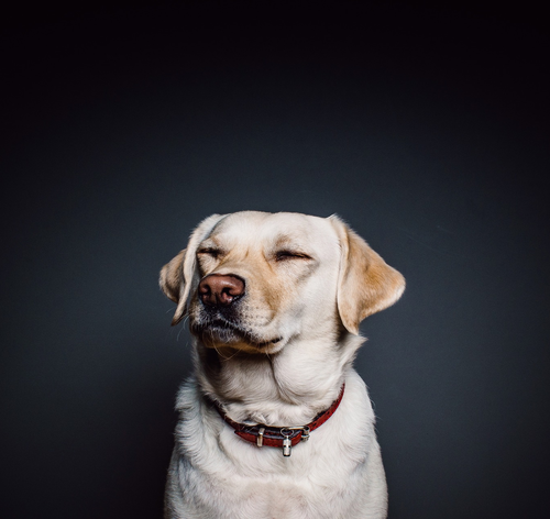 Meu cachorro não quer comer e só bebe água – e agora?