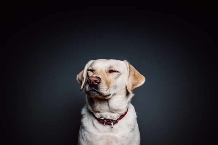 Meu cachorro não quer comer e só bebe água - e agora?