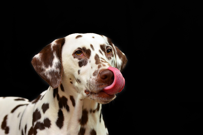 Como estimular o apetite de um cachorro