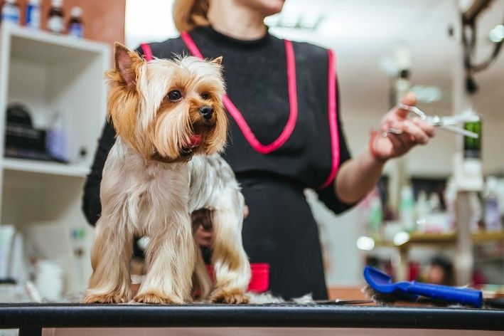 tipos de tosa para cachorro