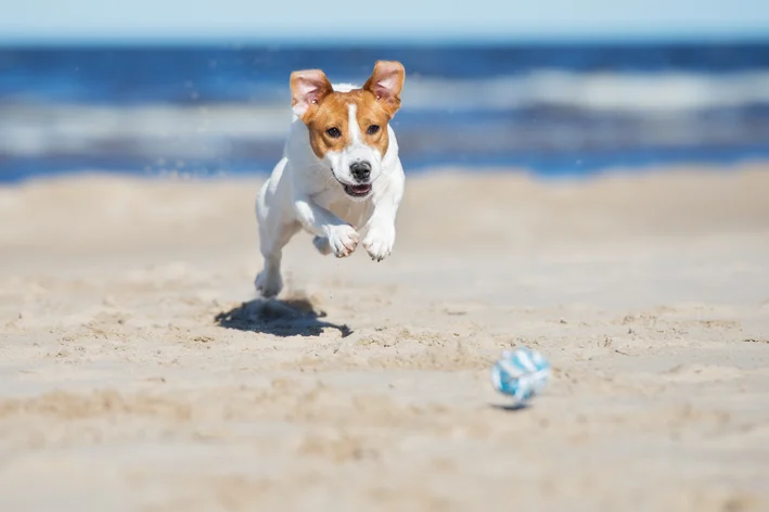 cachorrinho na praia