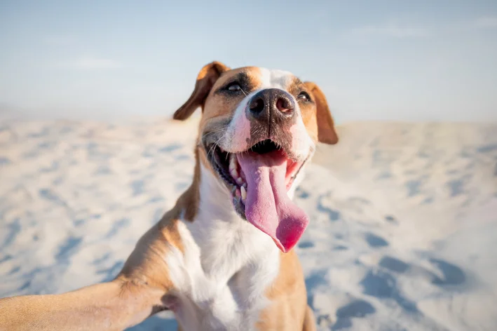 cachorro pode ir na praia