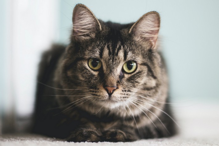 alergia a pelo de gato. gato olhando para frente