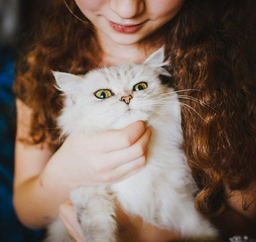 alergia a pelo de gato. mulher fazendo carinho em felino no colo