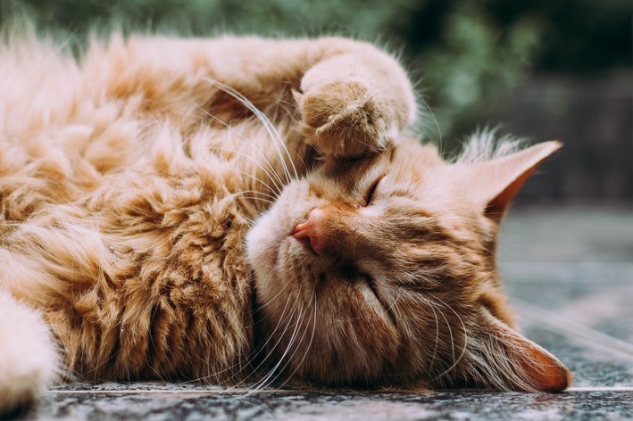 gato de pelo longo deitado