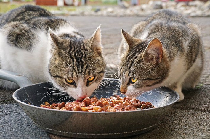 Como armazenar ração de 10 kg para cachorro ou gato que come mais de um sabor?